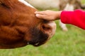 Girl stroking a cow on the nose. Animal care Royalty Free Stock Photo