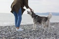 Girl stroking a dog hand on the background of the sea landscape Royalty Free Stock Photo
