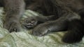 Girl stroking a gray cat close-up