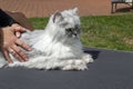 The girl is stroking a Persian cat outdoor. Royalty Free Stock Photo