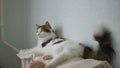 Girl stroking white sleepy cat sitting at home on a battery, cute pet