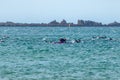 Girl Swims Out To Play With New Zealand Common Dolphins Royalty Free Stock Photo