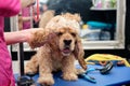 A girl takes care of the hair of an American Cocker spaniel in a grooming salon Royalty Free Stock Photo