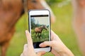 A girl takes pictures on the phone. Beautiful horse in the garden Royalty Free Stock Photo