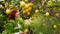 A Girl takes yellow lemon from tree