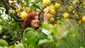 A Girl takes yellow lemon from tree