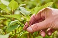 The girl takes a young sprout with her hand, grown in her garden