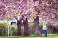 Girl is taking photo of charry blossom tree