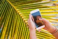 Girl taking pictures of a landscape, close-up of a phone in her hand at sunset Royalty Free Stock Photo