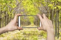 pictures on mobile smart phone in forest path walkway Royalty Free Stock Photo