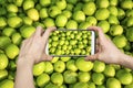 Photo of green jujubes with smartphone camera Royalty Free Stock Photo