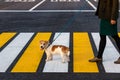 The girl teaches the dog to cross the pedestrian crossing