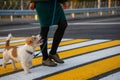 The girl teaches the dog to cross the pedestrian crossing Royalty Free Stock Photo