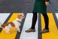 The girl teaches the dog to cross the pedestrian crossing