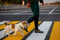 The girl teaches the dog to cross the pedestrian crossing Royalty Free Stock Photo