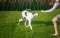 Girl teases dog breed a Greyhound with a piece of grass. Game. Copy space