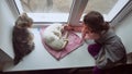 Girl teen and pets cat and dog a pet looking out the window, cat sleeps Royalty Free Stock Photo