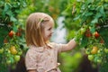 Girl and tomato harvest Royalty Free Stock Photo