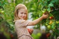 Girl and tomato harvest Royalty Free Stock Photo