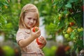 Girl and tomato harvest Royalty Free Stock Photo