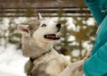 The girl took the dog out of the shelter for a walk. Husky gets a treat