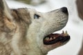 The girl took the dog out of the shelter for a walk. Husky gets a treat