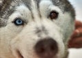 The girl took the dog out of the shelter for a walk. Husky gets a treat