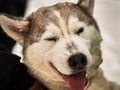 The girl took the dog out of the shelter for a walk. Husky gets a treat