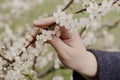 Girl touches branch of blossoming fruit tree with hand. Royalty Free Stock Photo