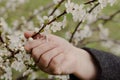 Girl touches branch of blossoming fruit tree with hand. Royalty Free Stock Photo