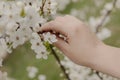 Girl touches branch of blossoming fruit tree with hand. Royalty Free Stock Photo