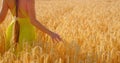 Girl touches the grass of golden ripe wheat with her hand. Sunset scene. Good harvest. Young woman goes through summer Royalty Free Stock Photo