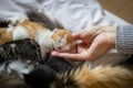 The girl touches the sweetly sleeping kitten on the bed. Royalty Free Stock Photo