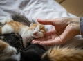 The girl touches the sweetly sleeping kitten on the bed. Royalty Free Stock Photo