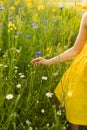 Girl touching cornflower close-up. The concept of summer, happiness, rest, vacation.