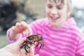 Young Girl Touching Crab Found In Rockpool On Beach Royalty Free Stock Photo