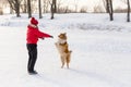 Girl training the collie dog at winter park Royalty Free Stock Photo