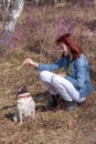 A girl is training a pug who is sitting on the ass and looking up at a stick in the girl`s hand.