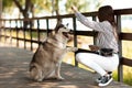 The girl trains the dog to give a paw. Obedient husky, spending time with your pet