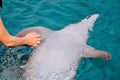 Girl trains dolphins, cute friendly dolphin swims in the sea under water, clear azure water. Fun in Eilat, Dolphin Reef in Israel Royalty Free Stock Photo
