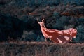 The girl in transparent pink dress Royalty Free Stock Photo