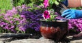 The girl transplanted flowers in decorative pots. Planting flowers in the garden