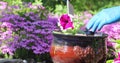 The girl transplanted flowers in decorative pots. Planting flowers in the garden