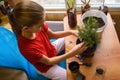 A girl transplants a spruce seedling at a table by the window, top view