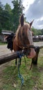 Love Valley, North Carolina horses and town in the summer Royalty Free Stock Photo