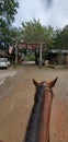 Love Valley, North Carolina horses and town in the summer Royalty Free Stock Photo