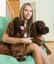 Girl with two Irish setters at home Royalty Free Stock Photo