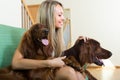 Girl with two Irish setters at home Royalty Free Stock Photo