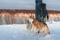 Girl and two Siberian Husky dogs. Brown husky dog looking at the camera. Rear view on the background evening winter landscape