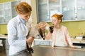 Girl at veterinary, Doctor checking cat Royalty Free Stock Photo